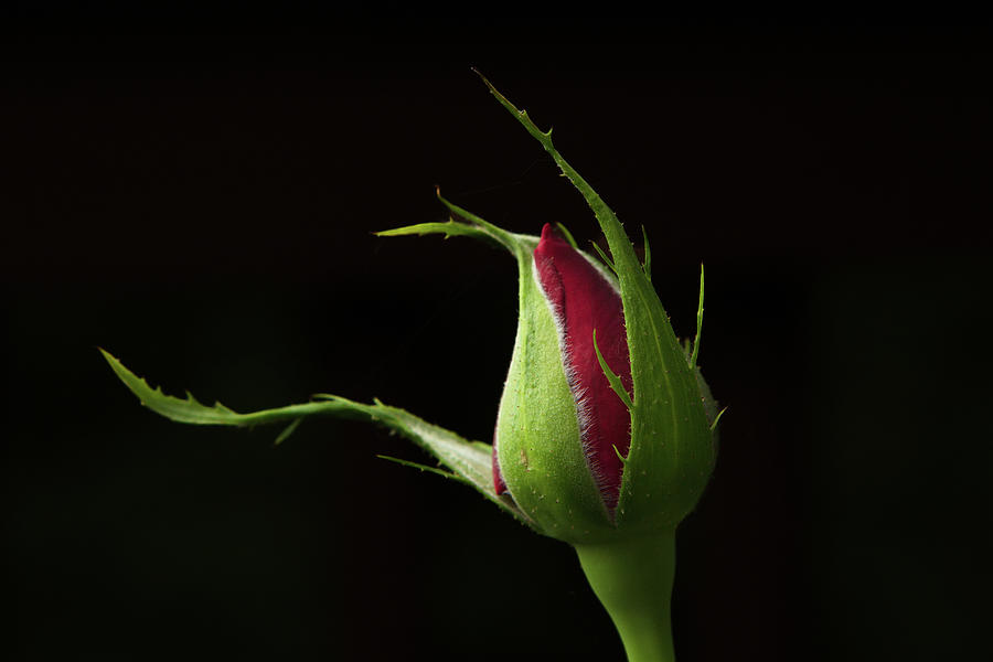 Roses Photograph by Brett Landry Photography