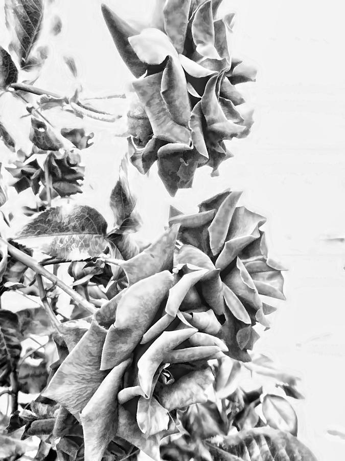 Roses BW  Photograph by Cathy Anderson