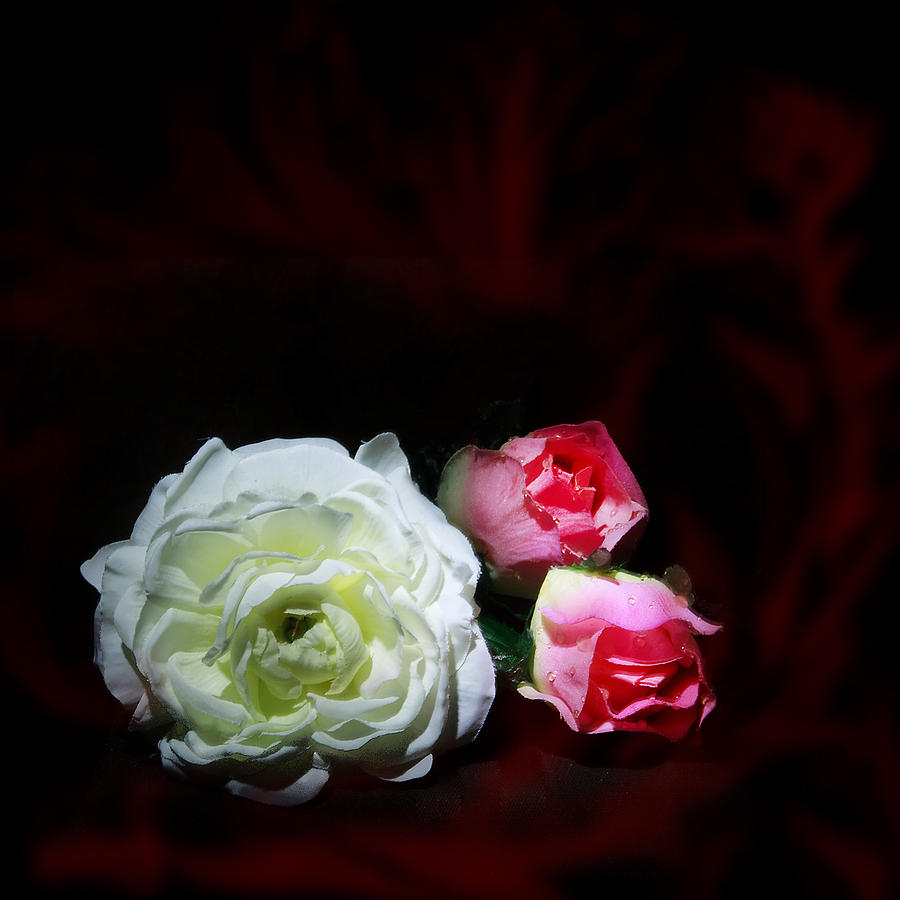 Roses Photograph by Cecil Fuselier
