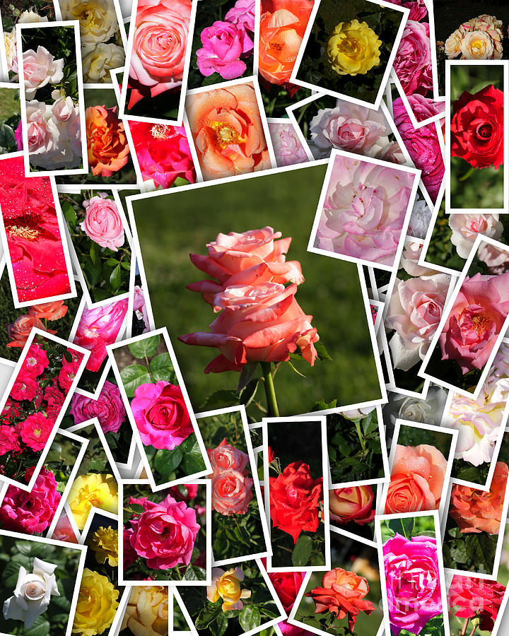 Roses Collage Photograph by Stefano Senise