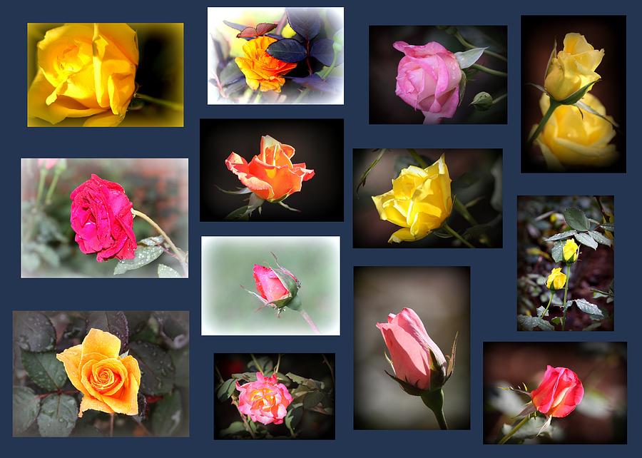 Roses Collage Photograph by Travis Truelove