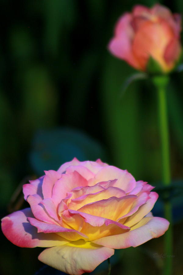 Roses Photograph by Deborah  Crew-Johnson