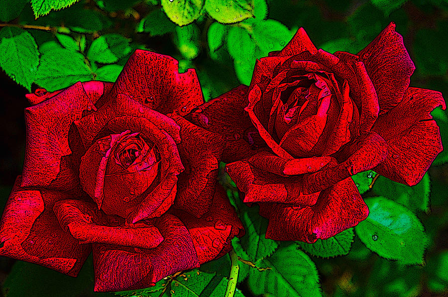 Roses Photograph by Dragan Kudjerski
