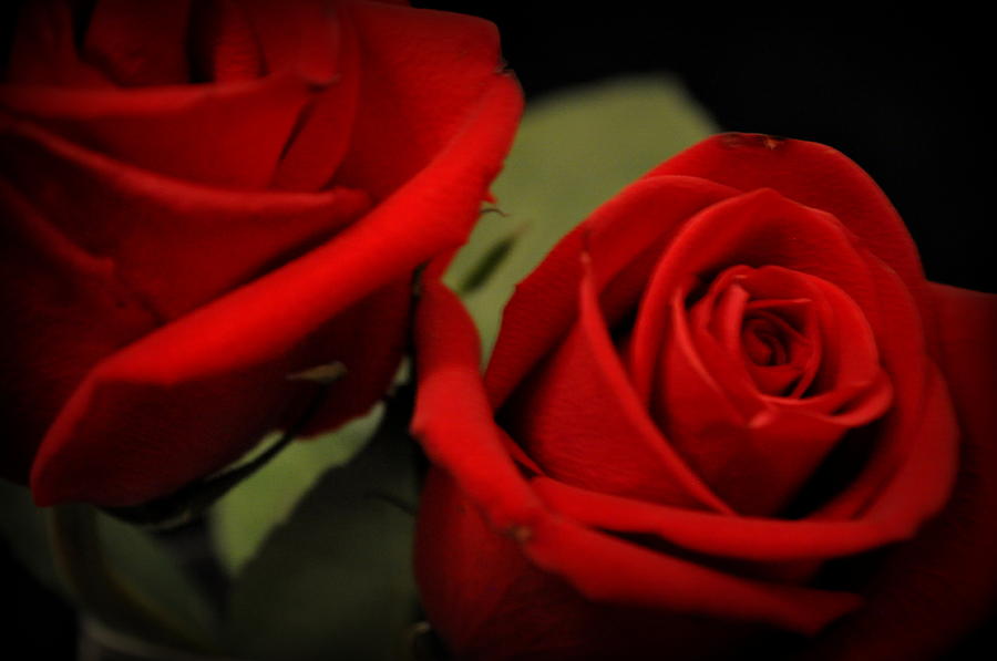 Rose Photograph - Roses by Dustin Bridges
