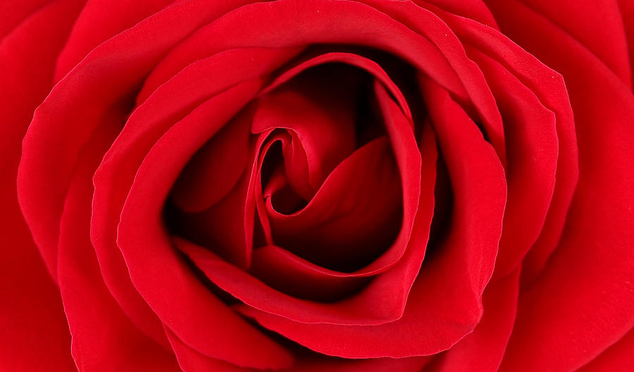Rose Photograph - Roses For Life  by Mark Ashkenazi