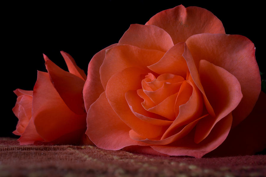 Rose Photograph - Roses for You by Ernest Echols