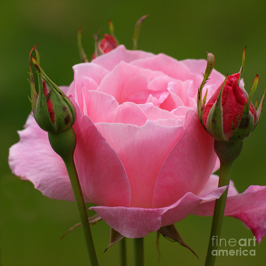 Rose Photograph - Roses forever by Lutz Baar