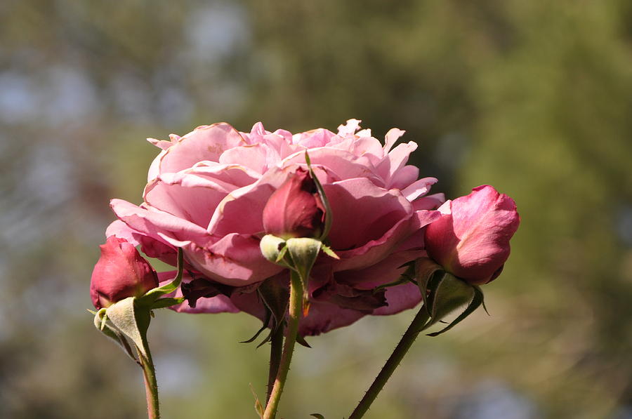 Rose Photograph - Roses by Gail Churinetz