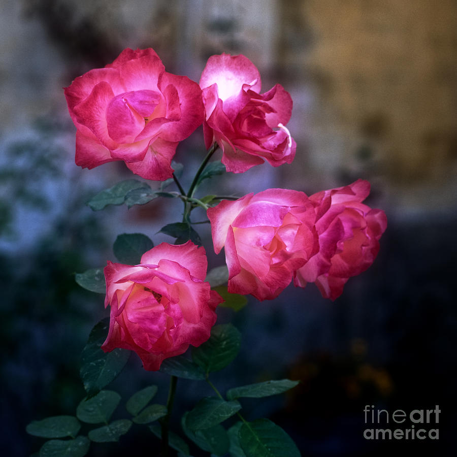 Rose Photograph - Roses II by Silvia Ganora
