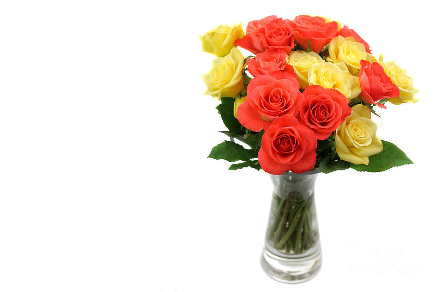 Roses in a vase isolated on white background Photograph by Simon Bratt