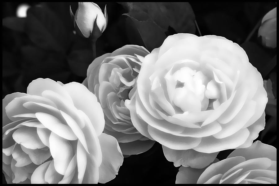 Roses in Black and White Photograph by Ellen Tully