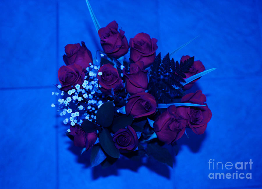 Roses in Blue Photograph by Oksana Semenchenko