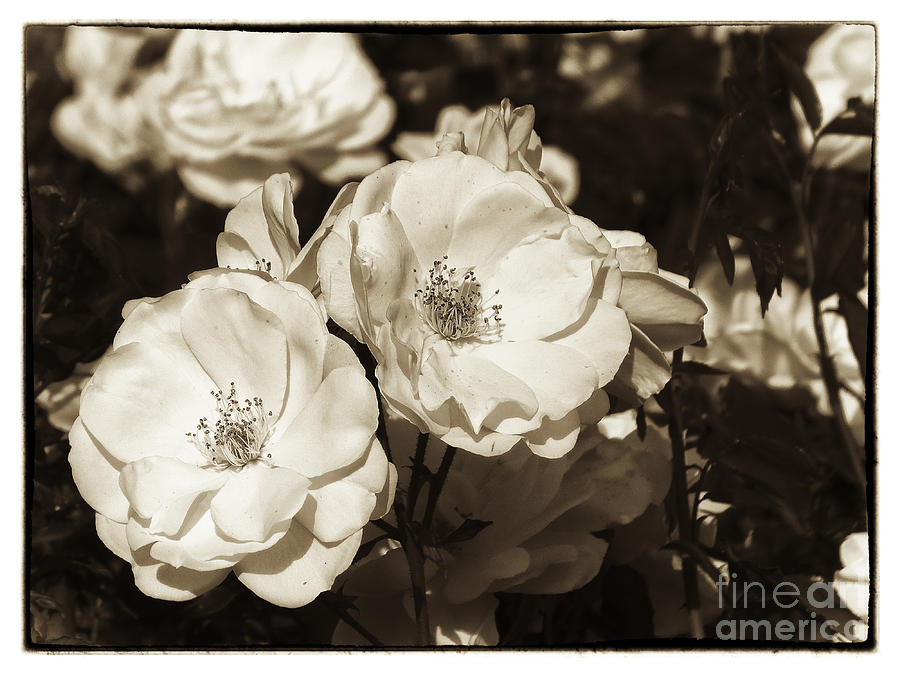 Roses in Monochrome Photograph by Arik Baltinester