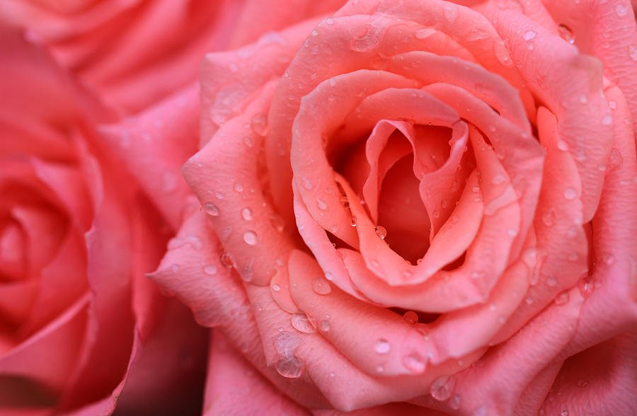 Rose Photograph - Roses in Pink 1 by Rachel Cohen