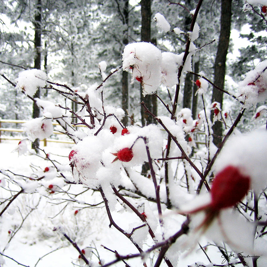 Winter Snow by Barb's Flowers in Roseburg, OR