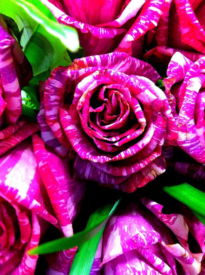Roses in Stripes Photograph by Marian Lonzetta