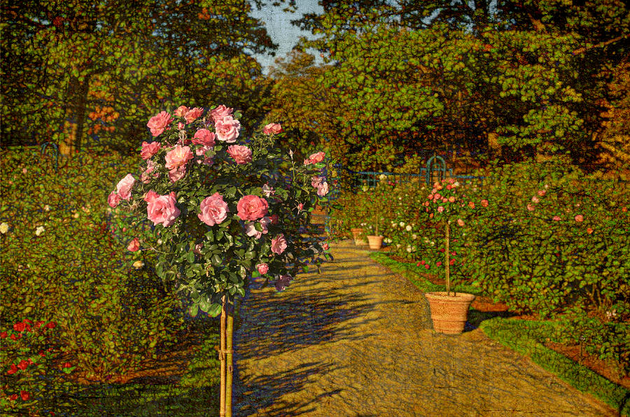 Roses in the Garden Photograph by Marianne Campolongo