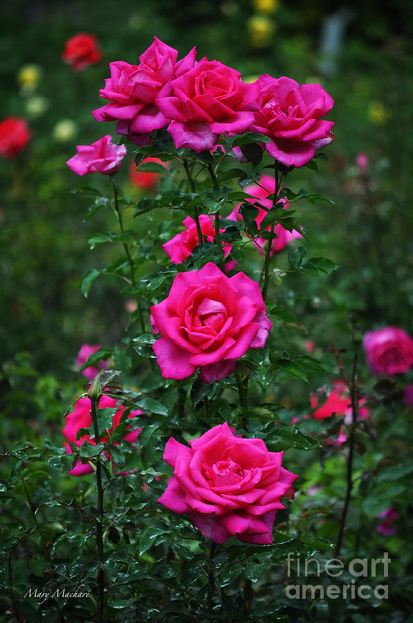 Roses in the Garden Photograph by Mary Machare
