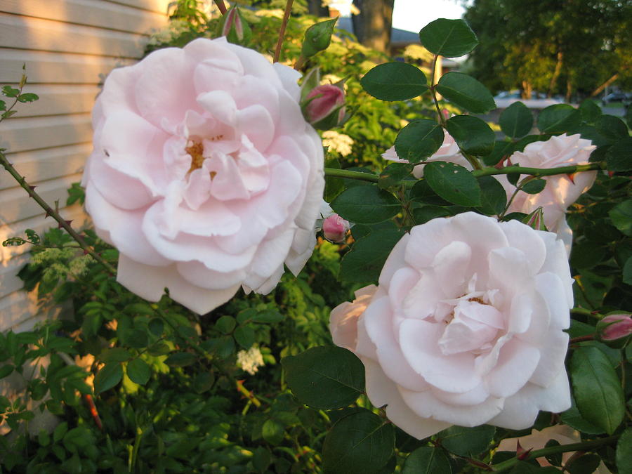 Roses In The Golden Hour On An Evening In June Photograph by Elisabeth