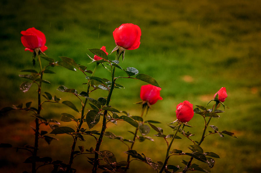 Roses in the Rain Photograph by Janis Knight