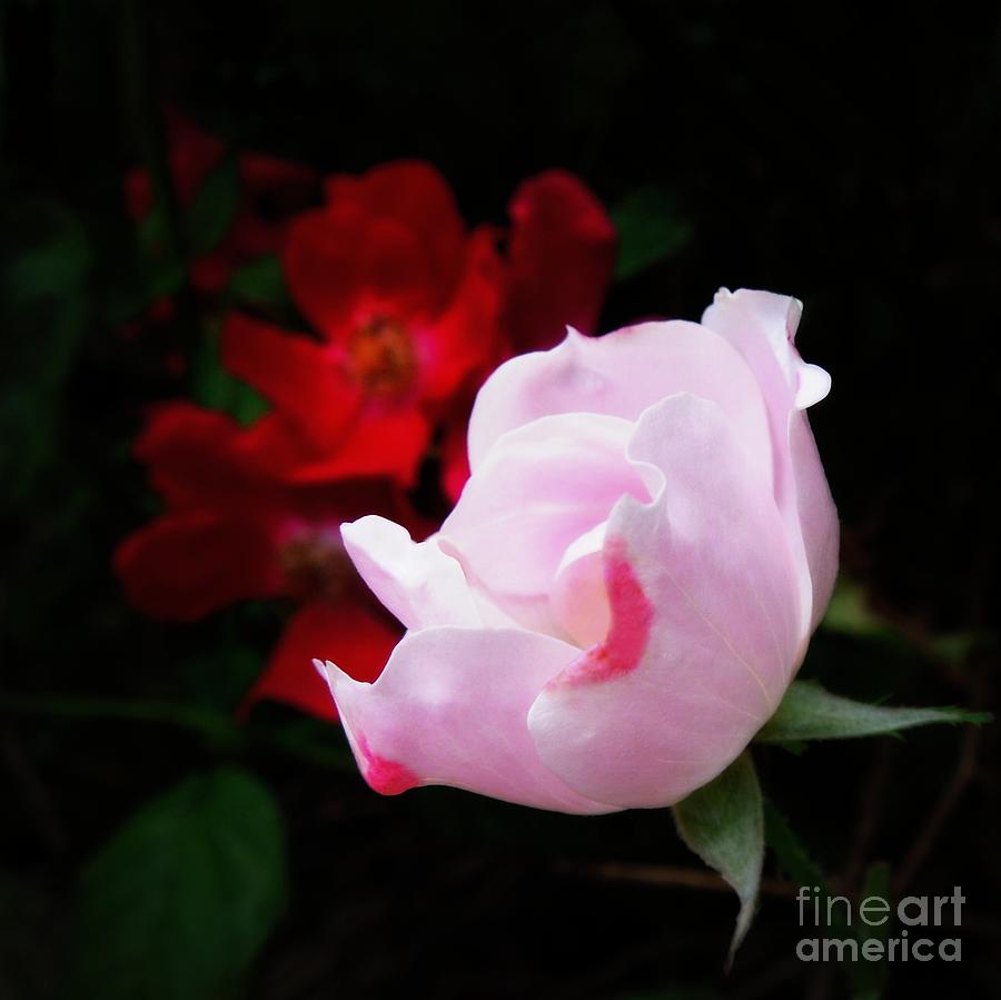 Spring Photograph - Roses in the Shadows by Renee Trenholm