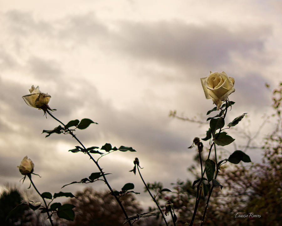 Roses In The Sky Photograph By Louise Reeves