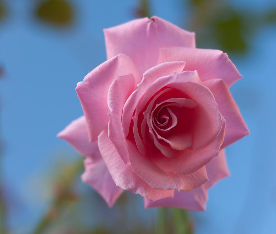 Flower Photograph - Roses in the Sky by Miguel Winterpacht