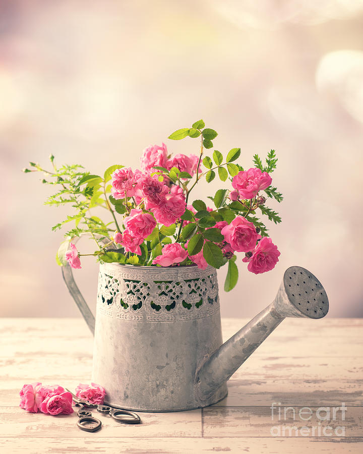 Rose Photograph - Roses In Watering Can by Amanda Elwell
