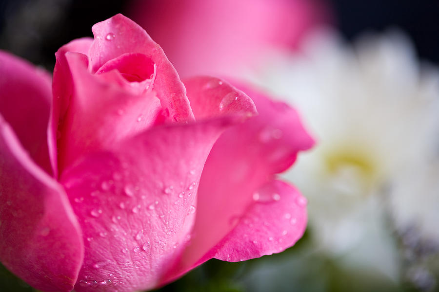 Rose Photograph - Roses by John Holloway