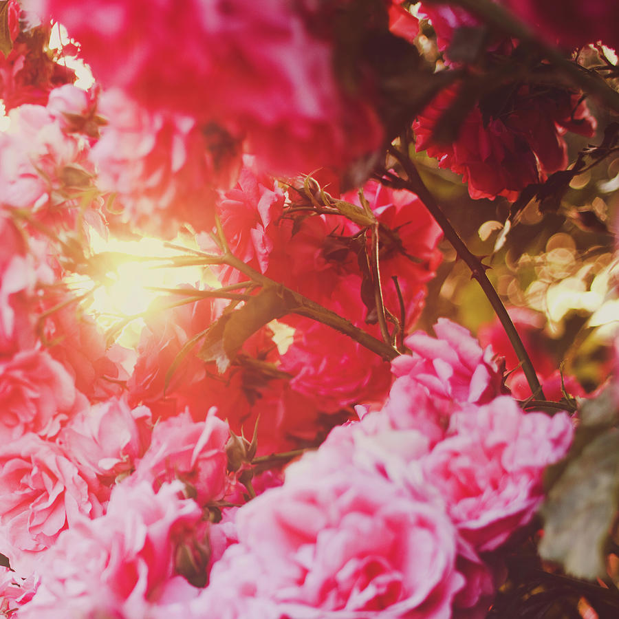 Roses Photograph by Julia Davila-lampe
