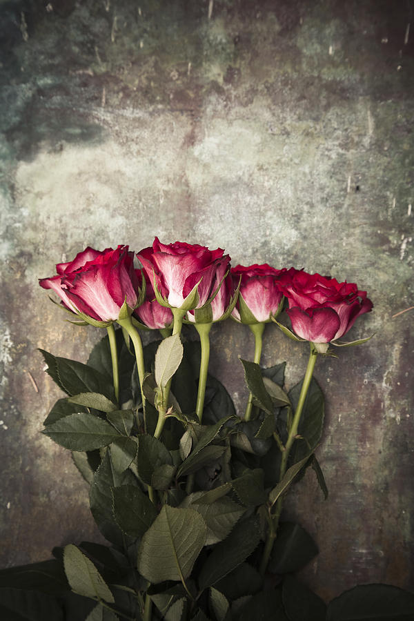 Roses Photograph by Maria Heyens