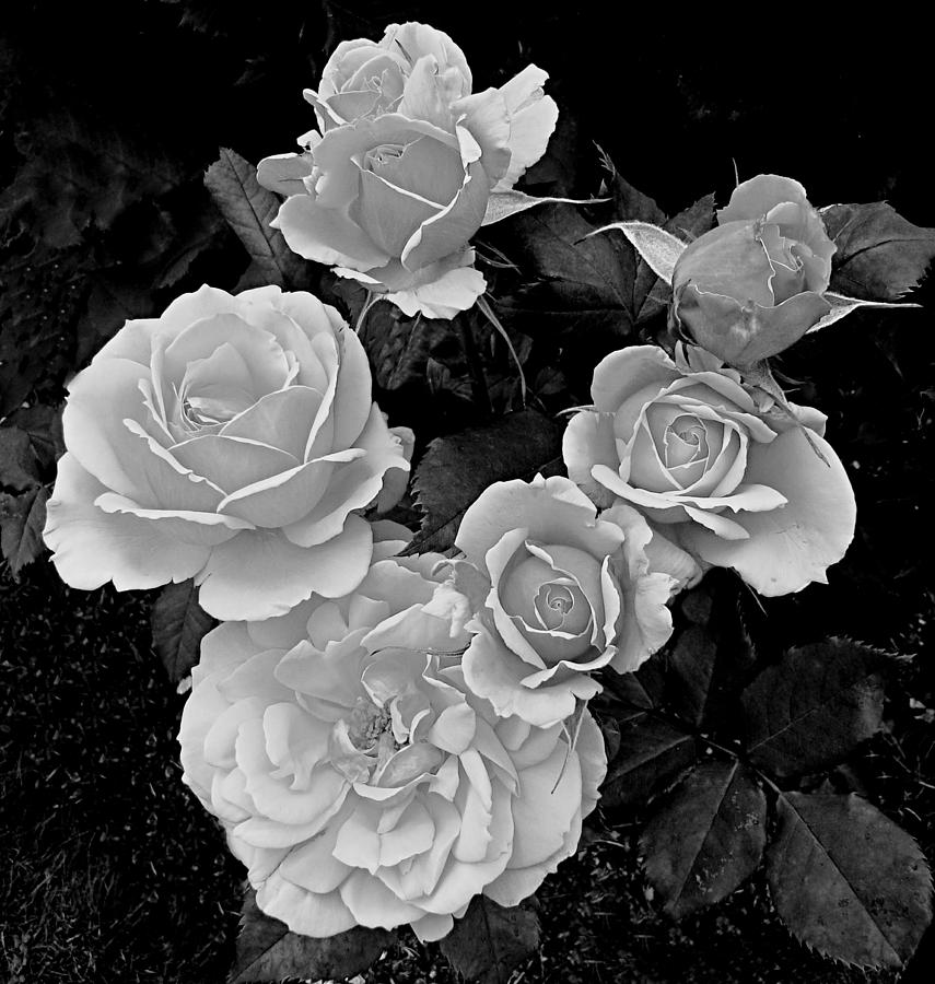 Roses Photograph by Nick Kloepping