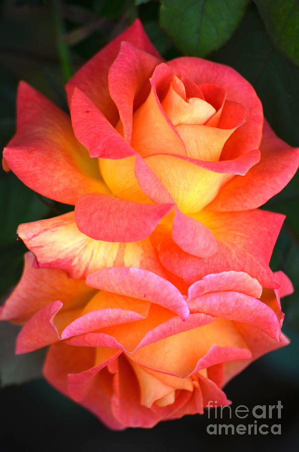 Roses of Many Colors Photograph by Deb Halloran