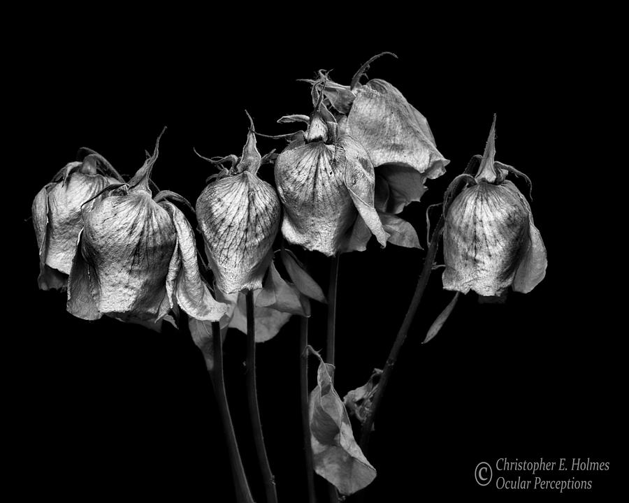 Roses of Memories Past - BW Photograph by Christopher Holmes