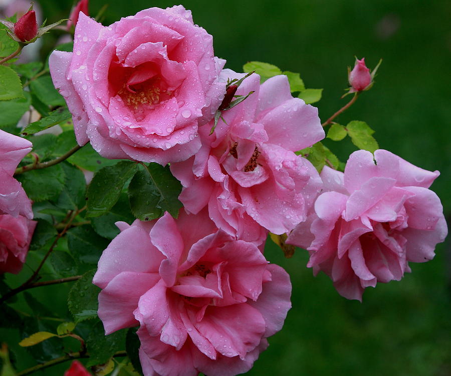 Roses Of Spring Photograph by Edward Kocienski - Fine Art America