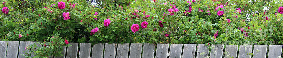 Roses on a Fence Photograph by Barbara A Griffin