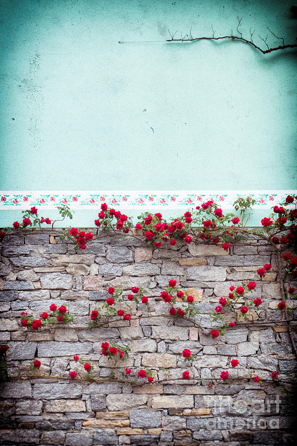 Architecture Photograph - Roses on a wall by Silvia Ganora