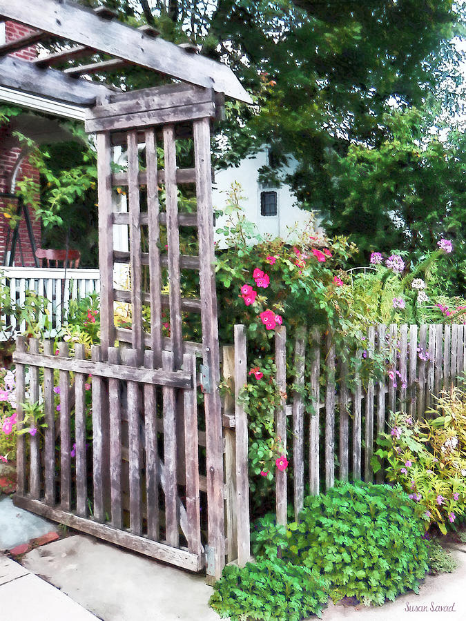 Roses on a Weathered Picket Fence Photograph by Susan Savad