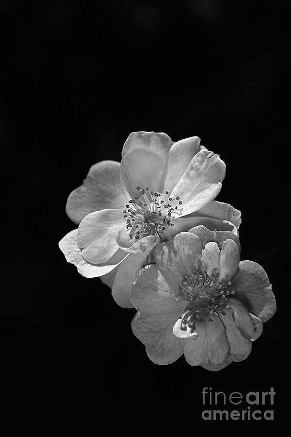 Black And White Photograph - Roses On Black by Joy Watson