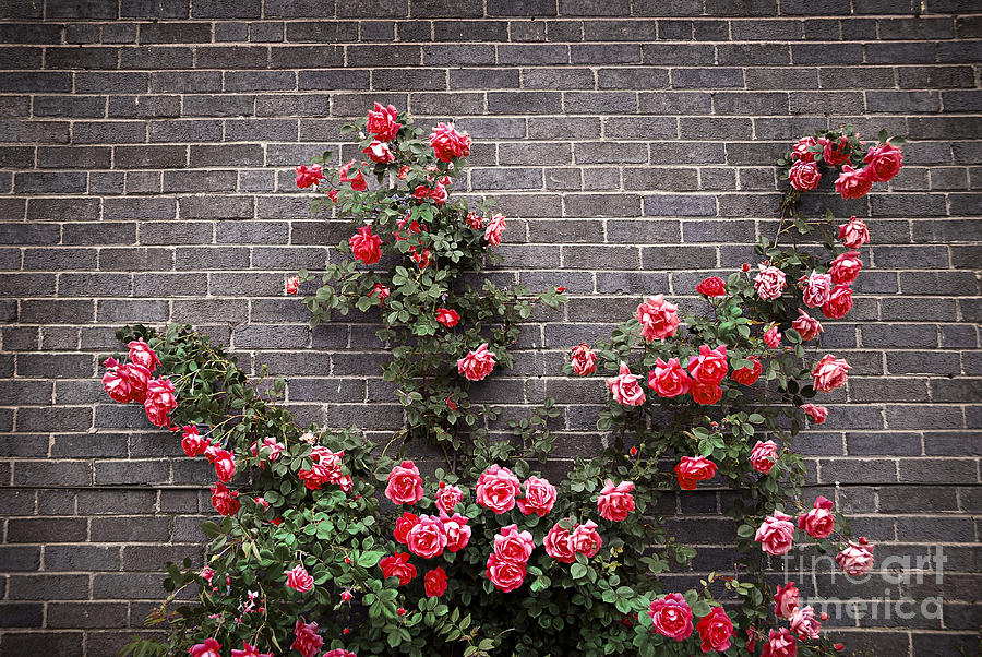 Roses On Brick Wall 1 Photograph