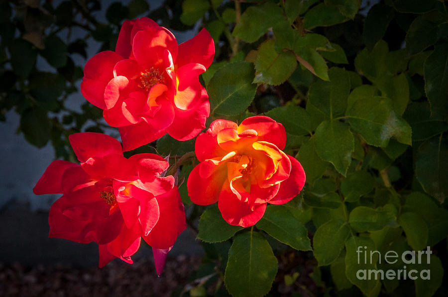 Roses on Fire Photograph by Bob and Nancy Kendrick