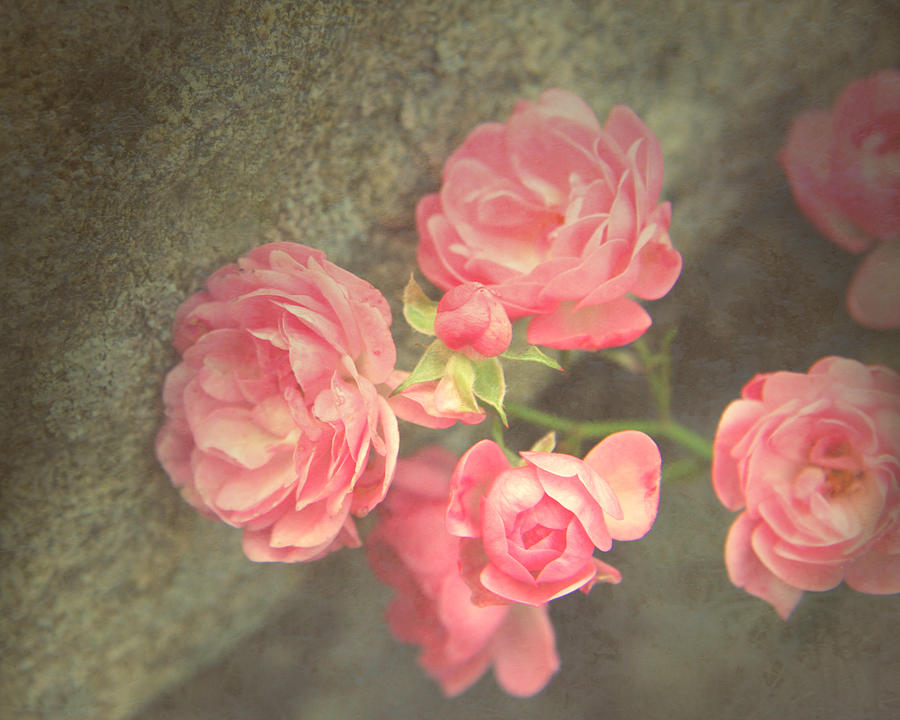 Roses on Granite Photograph by Brooke T Ryan