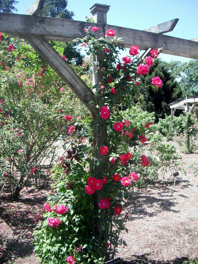Roses On Trellis - Floral Photograph by Susan Carella