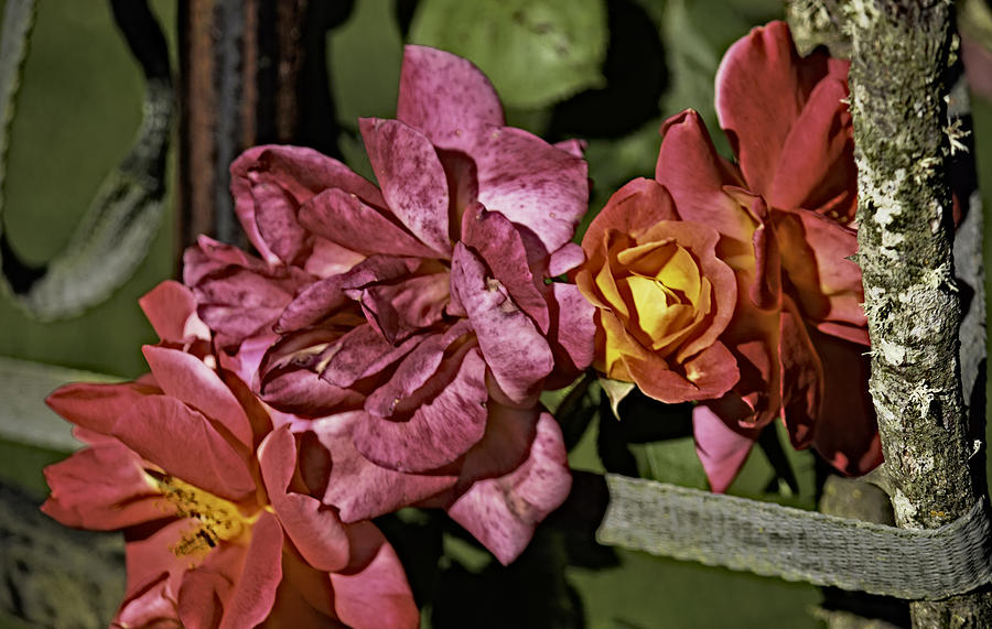 Tacoma Photograph - Roses on Trellis by Paul Shefferly