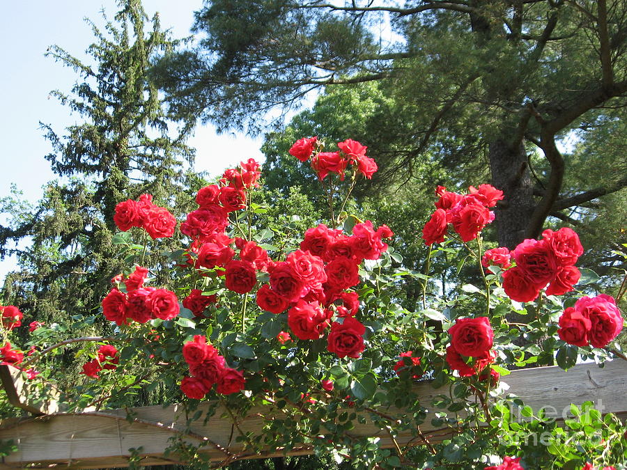 Roses On Trellis Photograph by Susan Carella
