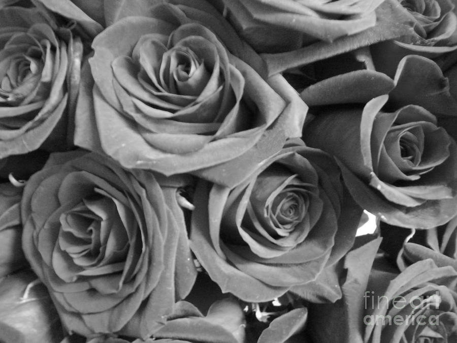 Roses On Your Wall Black and White  Photograph by Joseph Baril
