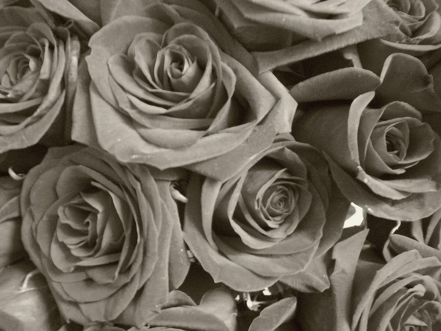 Roses On Your Wall Sepia Photograph by Joseph Baril