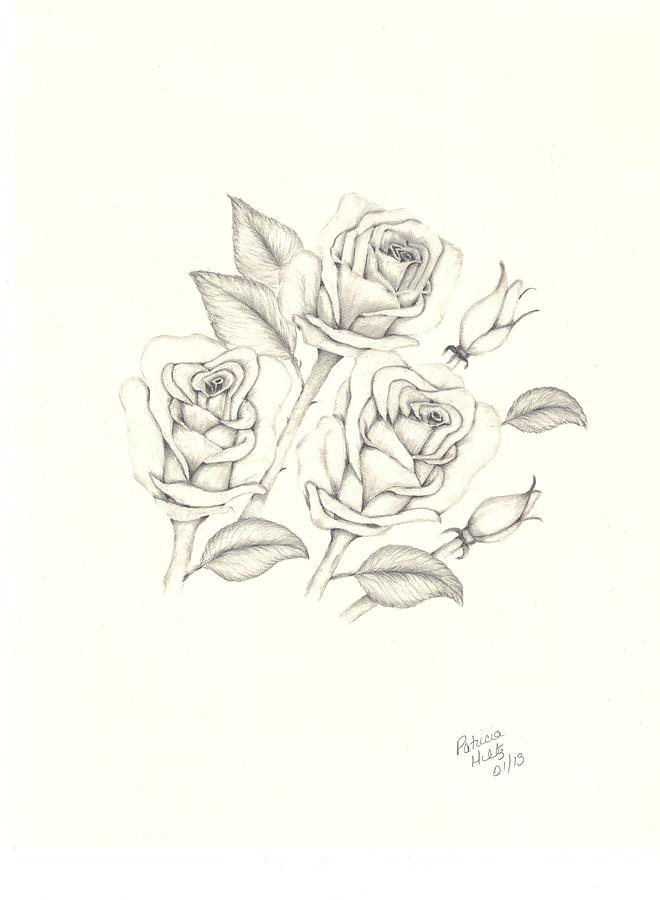 Roses Drawing by Patricia Hiltz