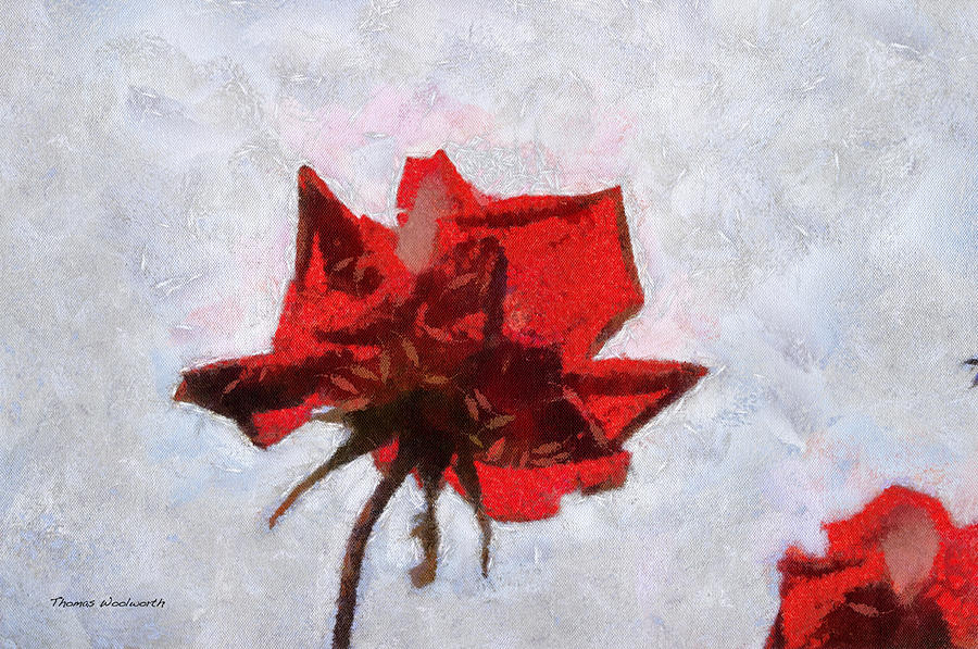 Rose Photograph - Roses Photo Art 05 by Thomas Woolworth Rose Photograph - Roses Photo Art 05 by Thomas Woolworth