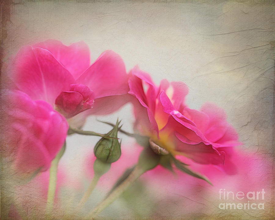 Rose Photograph - Roses Reaching for the Sky by Judi Bagwell